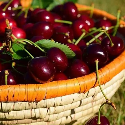 Вишня НЕСВИЖСКАЯ  Вишня НЕСВИЖСКАЯ в Архангельске