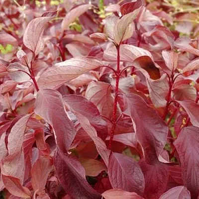 Дерен КРАСНЫЙ  Дерен КРАСНЫЙ в Архангельске