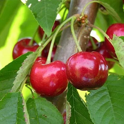 Черешня 15-26-5  Черешня 15-26-5 в Архангельске