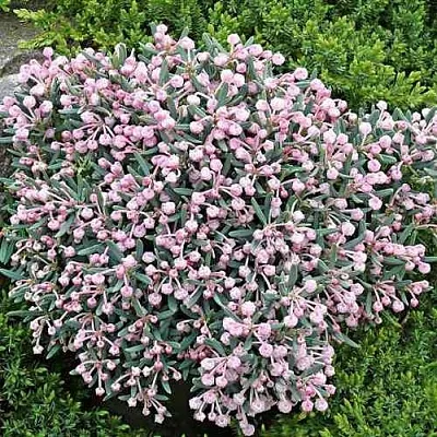 Андромеда БЛЮ АЙС многолистная  Андромеда БЛЮ АЙС многолистная в Архангельске