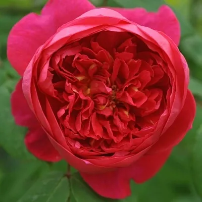 Саженцы роз БЕНДЖАМИН БРИТТЕН шраб  Саженцы роз БЕНДЖАМИН БРИТТЕН шраб в Архангельске