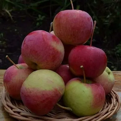 Яблоня РОДНИКОВАЯ  Яблоня РОДНИКОВАЯ в Архангельске