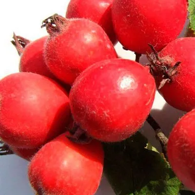 Боярышник  Боярышник в Архангельске