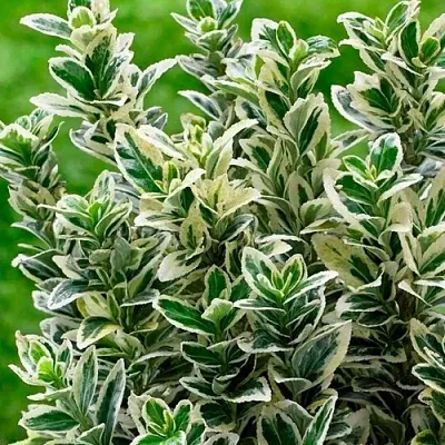 Бересклет  Бересклет в Архангельске