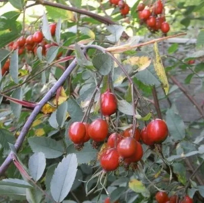 Саженцы роз сизая — описание сорта Саженцы роз сизая в Архангельске