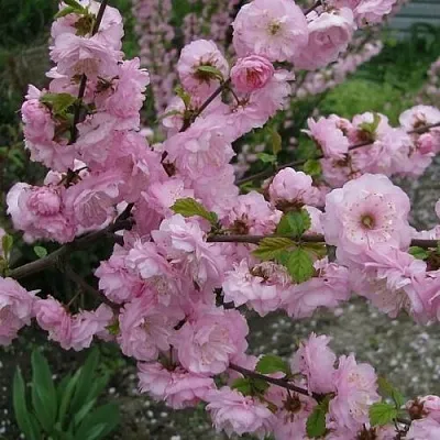 Миндаль ТРЁХЛОПАСТНЫЙ (луизеания)  Миндаль ТРЁХЛОПАСТНЫЙ (луизеания) в Архангельске