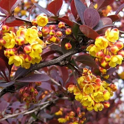 Барбарис СУПЕРБА оттавский   Барбарис СУПЕРБА оттавский  в Архангельске