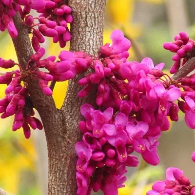 Церцис  Церцис в Архангельске