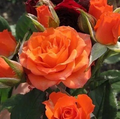 Саженцы роз АЛЕГРИЯ спрей  Саженцы роз АЛЕГРИЯ спрей в Архангельске