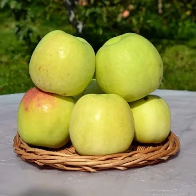 Яблоня БИРСКОЕ ГРУШЕВОЕ (БИЧИК)  Яблоня БИРСКОЕ ГРУШЕВОЕ (БИЧИК) в Архангельске