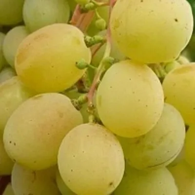Виноград ТАЛИСМАН в Архангельске