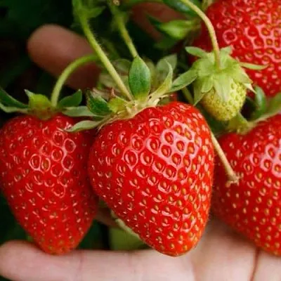 Клубника ПОРТОЛА ремонтантная в Архангельске