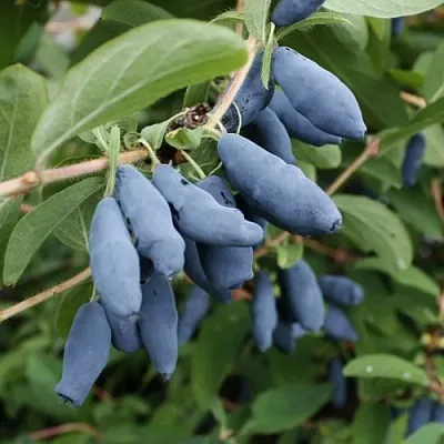 Жимолость съедобная ТОМИ японская  Жимолость съедобная ТОМИ японская в Архангельске