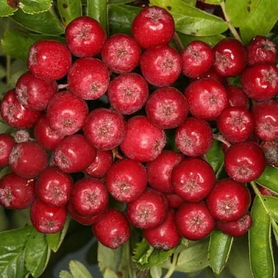 Рябина РУБИНОВАЯ сладкоплодная  Рябина РУБИНОВАЯ сладкоплодная в Архангельске