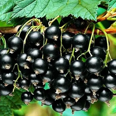 Смородина черная АТЛАНТ  Смородина черная АТЛАНТ в Архангельске