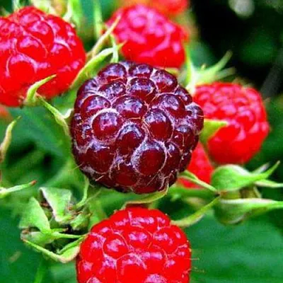 Княженика  Княженика в Архангельске