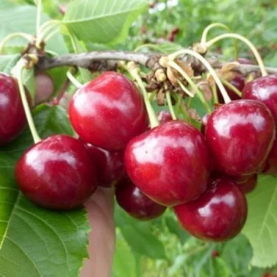 Вишня КОЛОННОВИДНАЯ  Вишня КОЛОННОВИДНАЯ в Архангельске