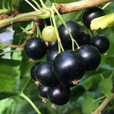 Смородина чёрная ДАБРАДЗЕЯ  Смородина чёрная ДАБРАДЗЕЯ в Архангельске