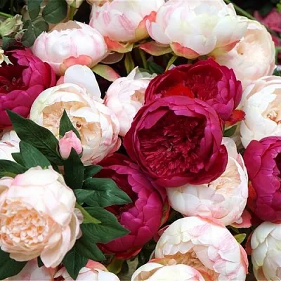 Пионы  Пионы в Архангельске