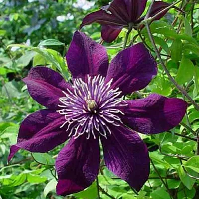 Клематис ПАНТЕР  Клематис ПАНТЕР в Архангельске