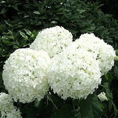 Гортензия АННАБЕЛЬ древовидная  Гортензия АННАБЕЛЬ древовидная в Архангельске