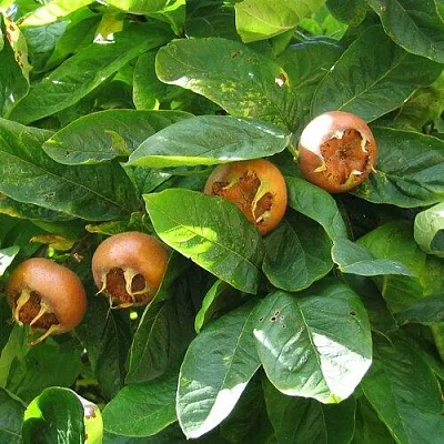 Экзотические растения  Экзотические растения в Архангельске