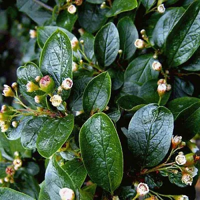 Кизильник  Кизильник в Архангельске