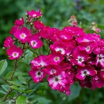 Саженцы роз МАРДЖОРИ ФЕЙР полиантовая  Саженцы роз МАРДЖОРИ ФЕЙР полиантовая в Архангельске