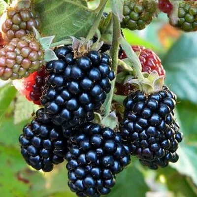 Ежевика ОУАЧИТА бесшипная — описание сорта Ежевика ОУАЧИТА бесшипная в Архангельске