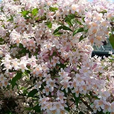 Кольквиция  Кольквиция в Архангельске