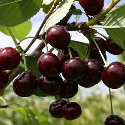 Вишня СВЕРДЛОВЧАНКА степная  Вишня СВЕРДЛОВЧАНКА степная в Архангельске