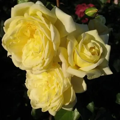 Саженцы роз КАЗИНО плетистая  Саженцы роз КАЗИНО плетистая в Архангельске