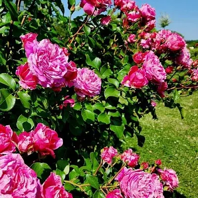 Саженцы роз ИНЕС САСТР плетистая  Саженцы роз ИНЕС САСТР плетистая в Архангельске