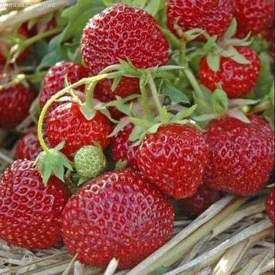 Клубника ЗЕНГА-ЗЕНГАНА в Архангельске