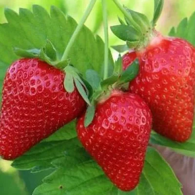 Клубника КЛОДИЯ в Архангельске