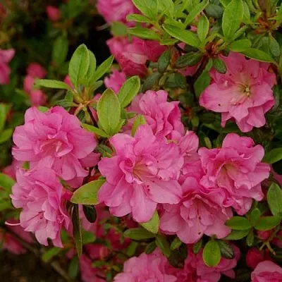 Азалия РОЗИНЕТТА японская  Азалия РОЗИНЕТТА японская в Архангельске