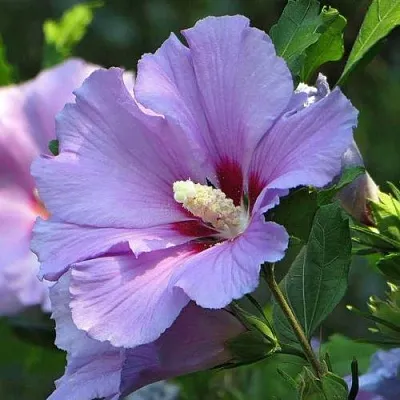 Гибискус  Гибискус в Архангельске