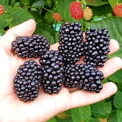 Ежевика ОУАЧИТА бесшипная — описание сорта Ежевика ОУАЧИТА бесшипная в Архангельске