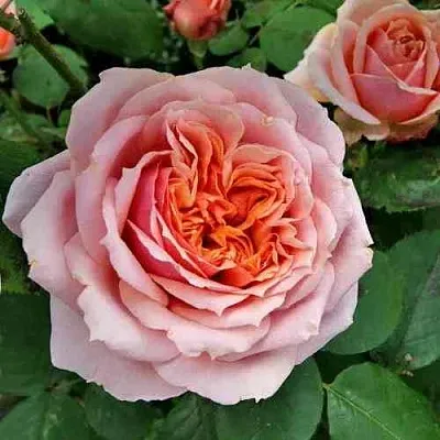 Саженцы роз ПОЛЬ БОКЮЗ шраб  Саженцы роз ПОЛЬ БОКЮЗ шраб в Архангельске