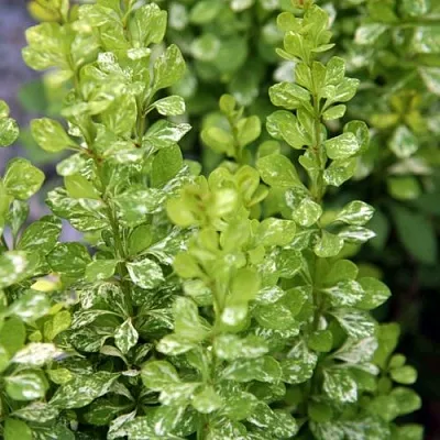 Барбарис ПАУ ВАУ тунберга  Барбарис ПАУ ВАУ тунберга в Архангельске