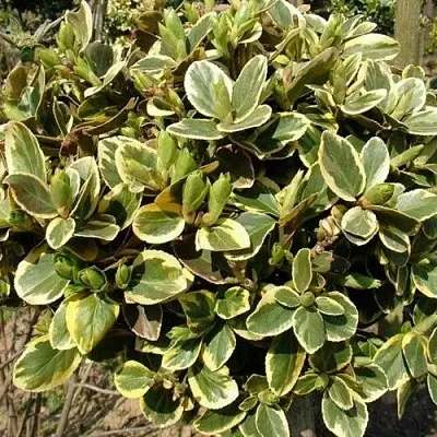 Бересклет КАНАДЕЙЛ ГОЛД   Бересклет КАНАДЕЙЛ ГОЛД  в Архангельске