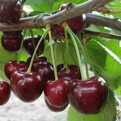 Черешня САММИТ  Черешня САММИТ в Архангельске