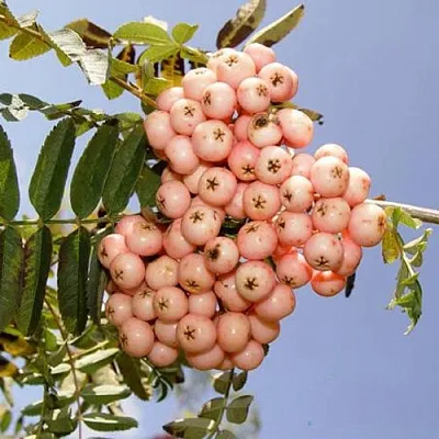 Рябина ПИНК ВЕЙЛ  Рябина ПИНК ВЕЙЛ в Архангельске