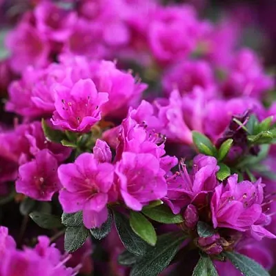 Азалия ХИРОКА японская  Азалия ХИРОКА японская в Архангельске