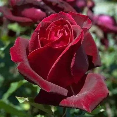 Саженцы роз ПАПА МЕЙЯН чайно-гибридная в Архангельске