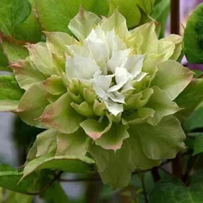 Клематис СЕН-НО-КЕЙЗ  Клематис СЕН-НО-КЕЙЗ в Архангельске