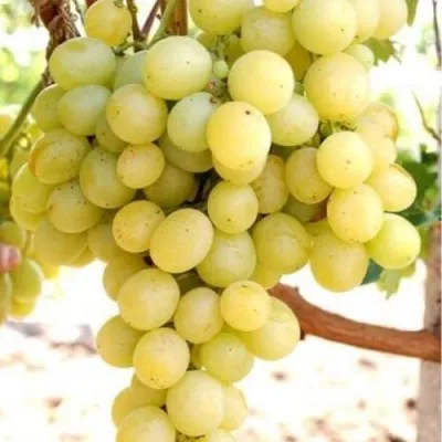 Виноград ТАЛИСМАН в Архангельске