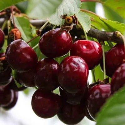 Вишня НОВОДВОРСКАЯ  Вишня НОВОДВОРСКАЯ в Архангельске