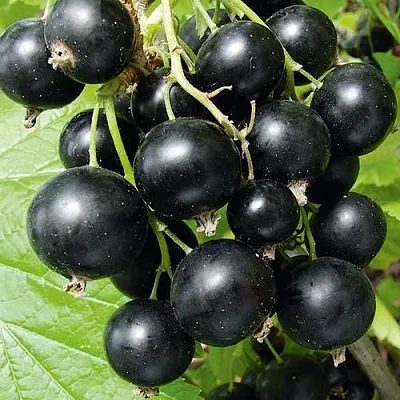 Смородина черная АРАПКА  Смородина черная АРАПКА в Архангельске