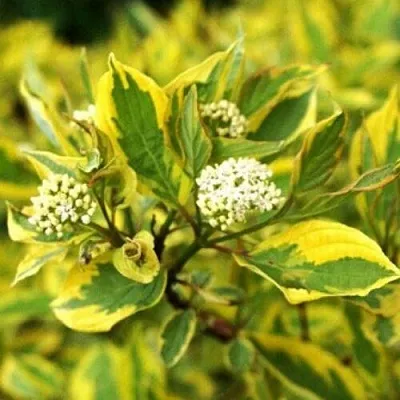 Дерен  Дерен в Архангельске